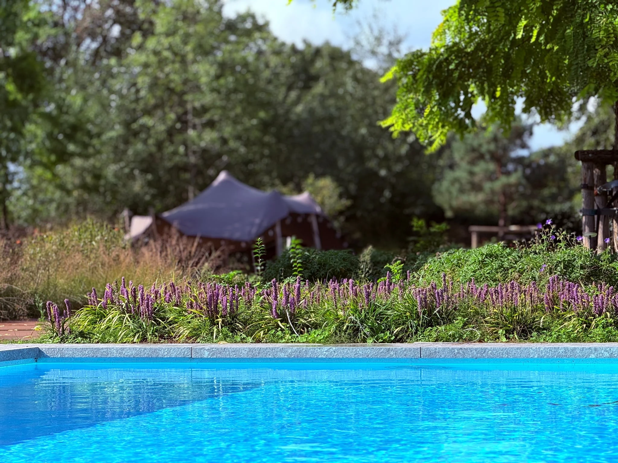 Zwembad met natuurstenen rand, bloeiende paarse planten en een groene tuin