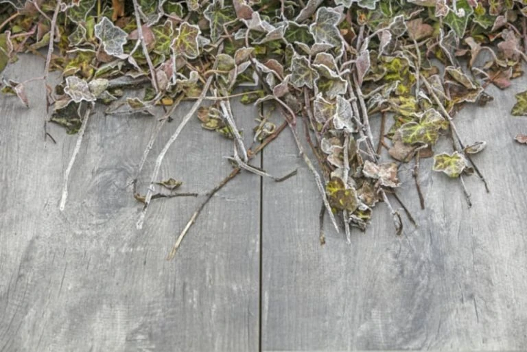 GeoCeramica® 2Drive 30x60x6cm Timber Grigio